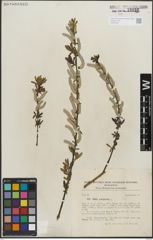 Foto von Salix purpurea L.